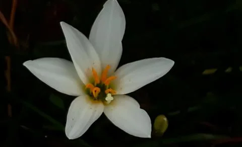 White flower 스톡 사진