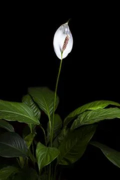 White flower Stock Photos
