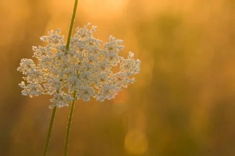 White Flower Stock Photos