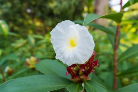 White flower Stock Photos