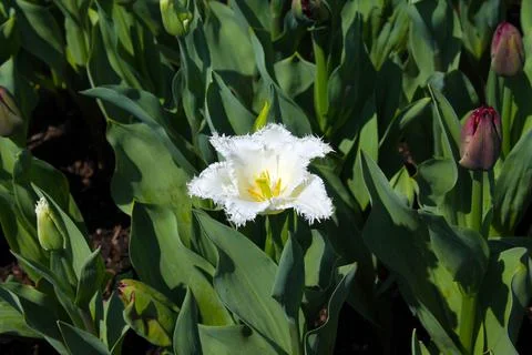 The white flower Stock Photos