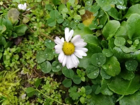 White flower 库存照片
