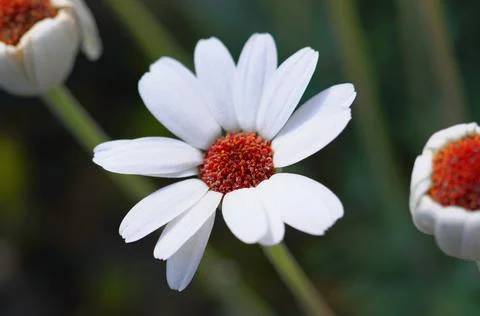White Flower 스톡 사진