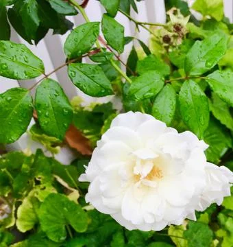 White flower Stock Photos