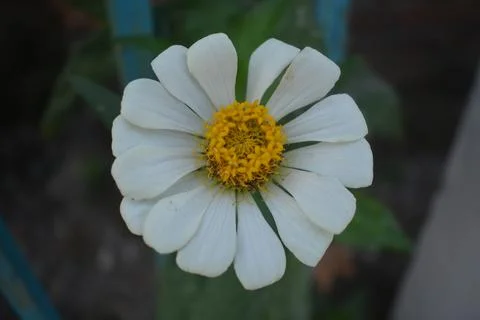 White flower Stockfoto's