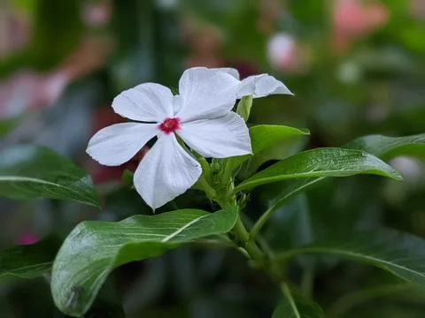White Flower Foto stock