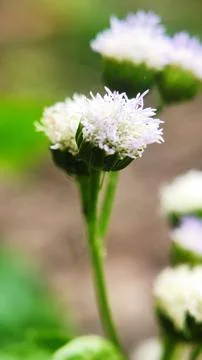 White flower Stock Photos
