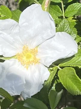 White Flower Stock Photos