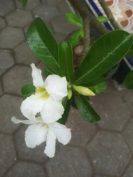 White flower Stock Photos