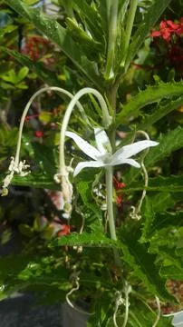 White flower Stock Photos