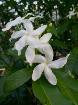 White Flower Stock Photos