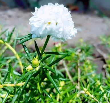 White flower Stock Photos