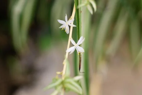 White flower Stock Photos