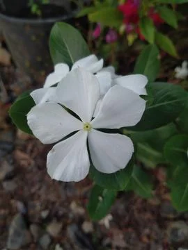 White flower 스톡 사진