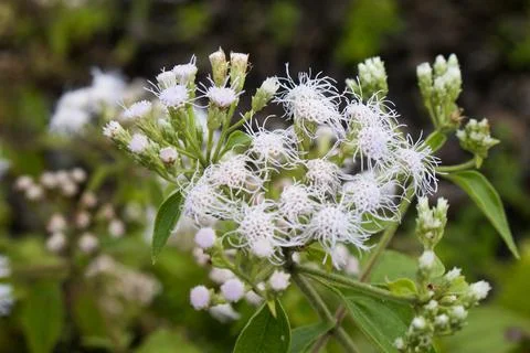 A white flower Stock Photos