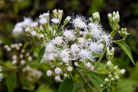A white flower Stock Photos