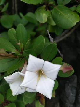 White flower Foto stock