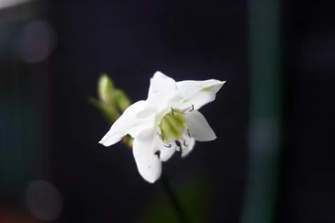 White Flower Stock Photos
