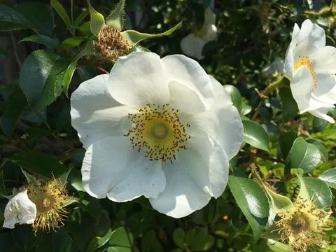 White flower Stock Photos