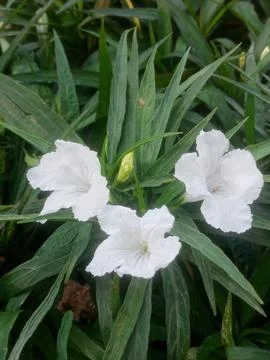 White flower Stock Photos