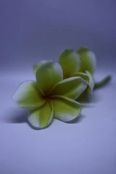 A White Flower 写真素材