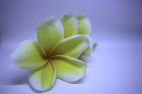 A White Flower 写真素材
