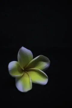 A White Flower 写真素材