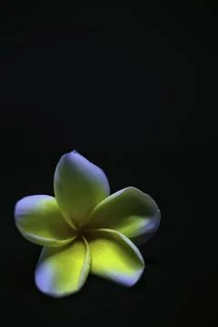 A White Flower Stock Photos