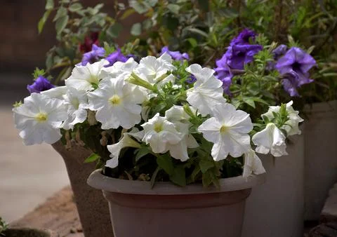 White flower Foto stock