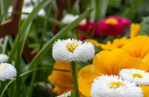 White flower Stock Photos