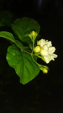 White flower Stock Photos