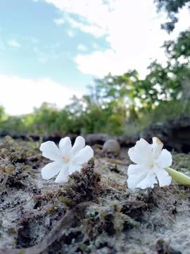 White flower Stock Photos