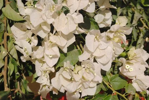 White flower Stock Photos