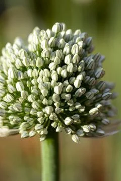 White Flower Stock Photos
