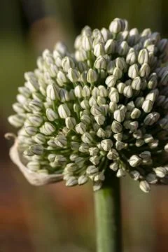 White Flower Stock Photos