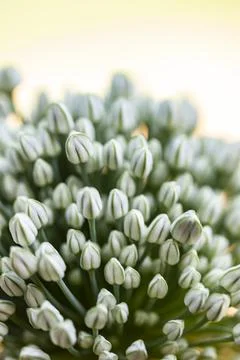 White Flower Stock Photos