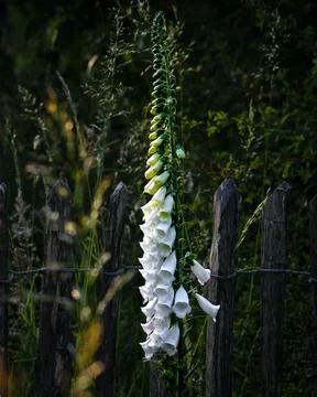 White flower Stock Photos