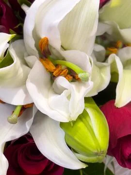 A white flower Stock Photos