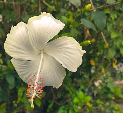 White Flower Stock Photos