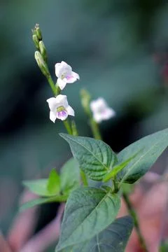 White flower Stock Photos