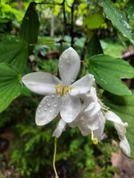 White Flower 写真素材