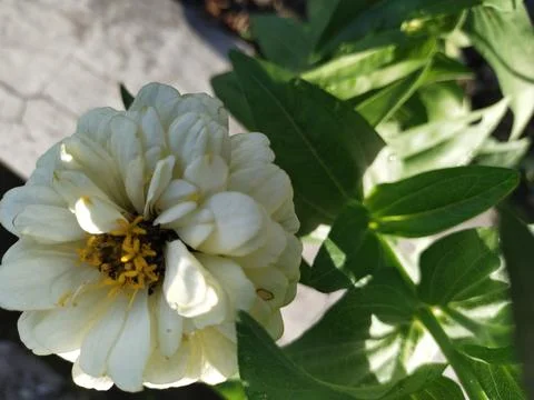 White flower Stock Photos