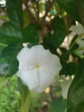 White flower Stock Photos