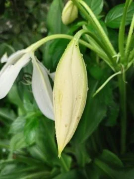 White flower Stock Photos