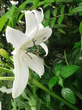 White flower Foto stock