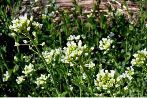 White Flower Stock Photos