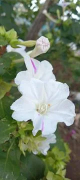 White flower Stock Photos