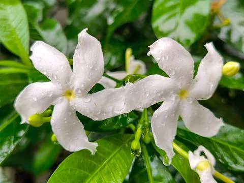 White flower Stock-Fotos
