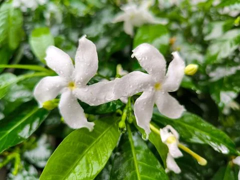 White flower Foto stock