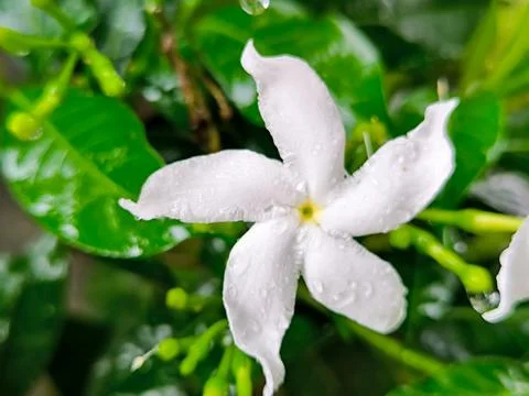 White flower Foto stock
